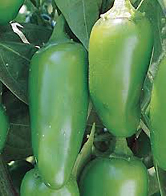 #ad PEPPER EARLY JALAPENO CHILLE HEIRLOOM 25 SEEDS SPICY GREAT FRESH $2.19