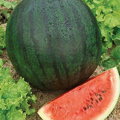 #ad Sugar Baby Watermelon Seeds Non GMO Free Shipping Seed Store 1043 $1.59