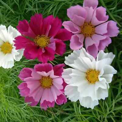 #ad Seashells Cosmos Seeds Non GMO Free Shipping Seed Store 1223 $29.89