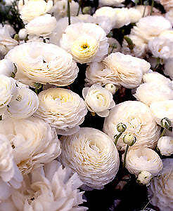 #ad White Ranunculus 10 bulbs $14.56