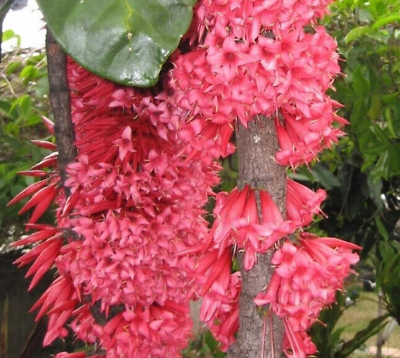 #ad Ixora Captaincookia margaretae Ultra Rare Tropical Tree of New Caledonia $249.00