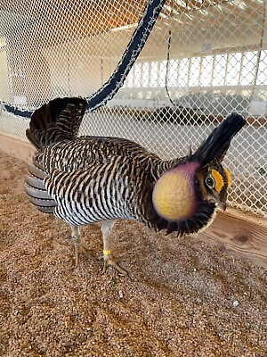 #ad greater prairie chicken. 4 eggs limited $190.00