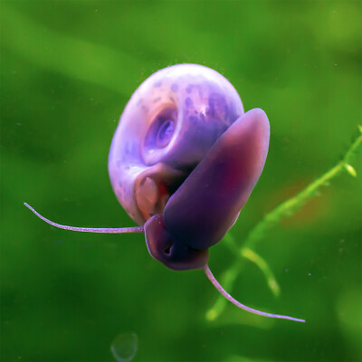 #ad 6 BLUE Leopard Ramshorn Live Designer Snails Freshwater Aquarium Pond Snail $14.99