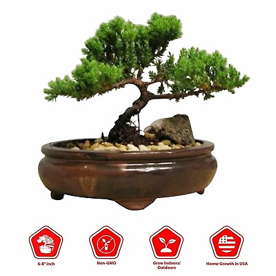 #ad Juniper Bonsai Live Tree in Japanese Handmade Ceramic Pot $23.89