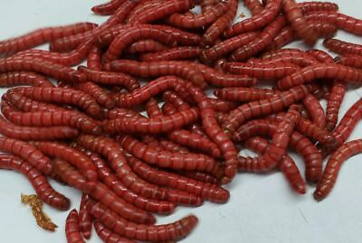 #ad Live Red Giant Mealworms Free Shipping Live Arrival Guarantee $119.99