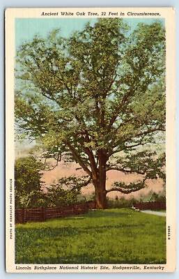#ad Postcard Ancient White Oak Tree Abraham Lincoln Birthplace Hodgenville Kentucky $4.75