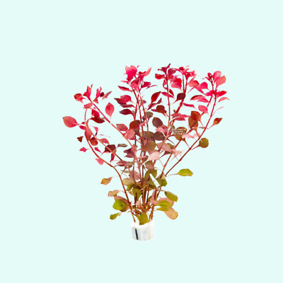 #ad BUY 2 GET 1 FREE Ludwigia Repens Super Red Mini 2quot;Pot Live Aquarium Plants $9.79