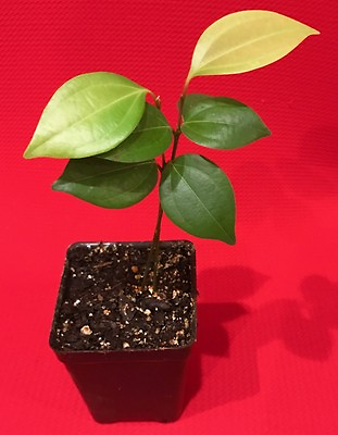 #ad CEYLON CINNAMON Cinnamomum zeylanicum Starter Tree Potted Plant Spice Tea $35.99