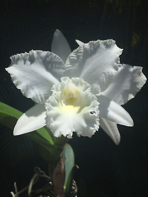 #ad C White Reception #x27;NN#x27; orchid plant $15.50