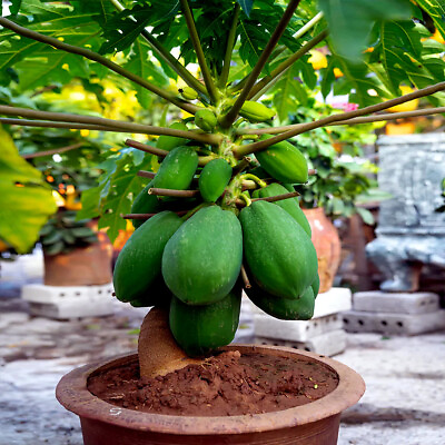 #ad 20 quot;DWARF SOLO WAIMANALO TREE SEEDSquot; Carica Papaya Fast Fruit Houseplant $8.95